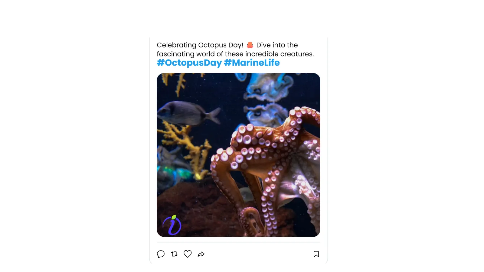 World Octopus Day 